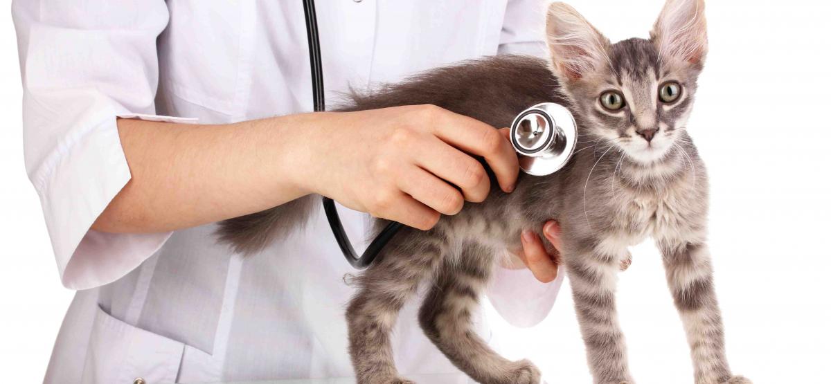 Devenir vétérinaire par le concours ENV 